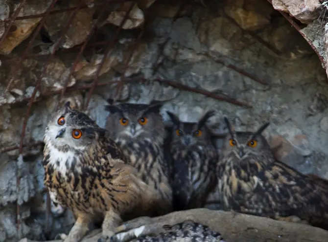 Búhos del zoo de Guadalajara