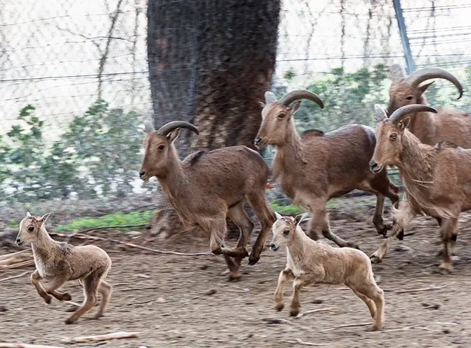 Cabritos del zoo de Guadalajara