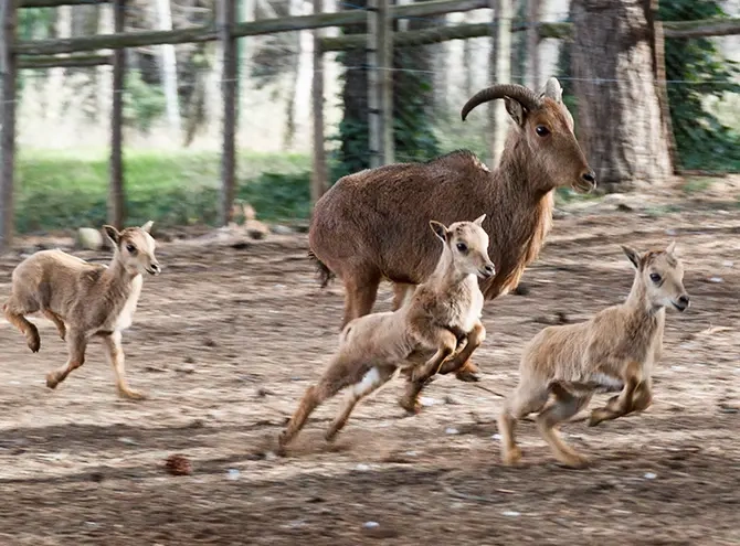 Cabritos del zoo de Guadalajara