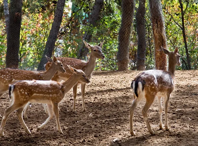 Ciervos del Zoo de Guadalajara