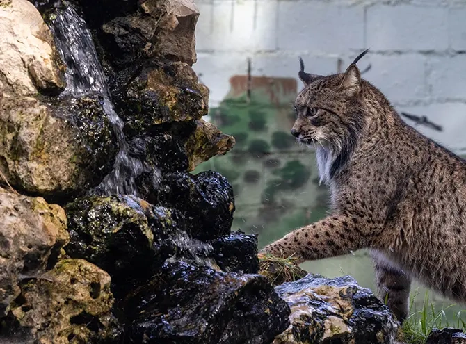 Lince del zoo de Guadalajara