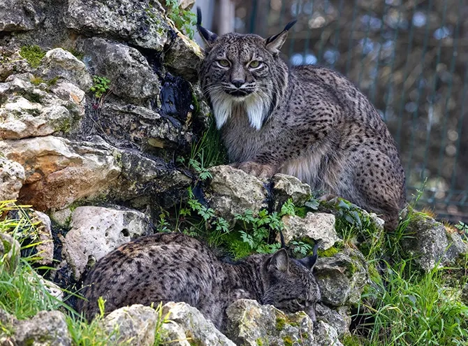 Lince del zoo de Guadalajara