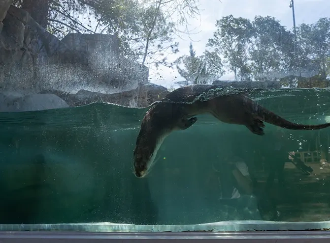 Nutria nadando en el zoo de Guadalajara