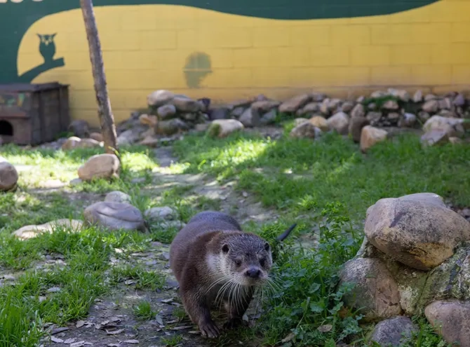 Nutria paseando por el zoo de Guadalajara