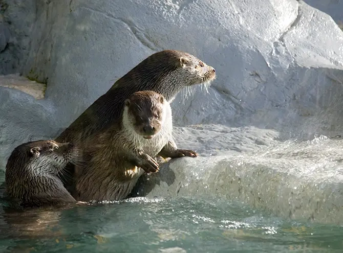 Nutrias del zoo de Guadalajara